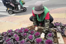 泰安市园林绿化管理服务中心：冬季多彩花卉换新，羽衣甘蓝“盛装”上线图片