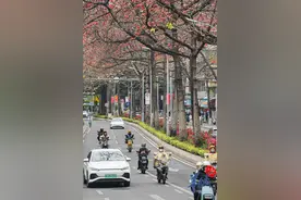 广州花与城②丨“赤焰灼灼”英雄树，盛开广州第一花图片