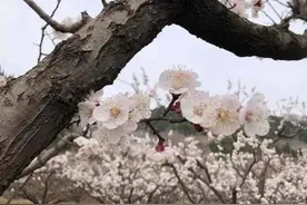 上春山|春分时节，人间向暖，杏花开了图片