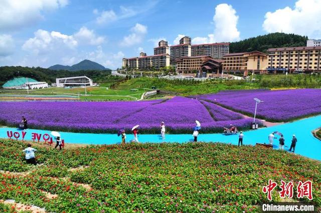 湖北巴东：七彩花海“圈粉”游客