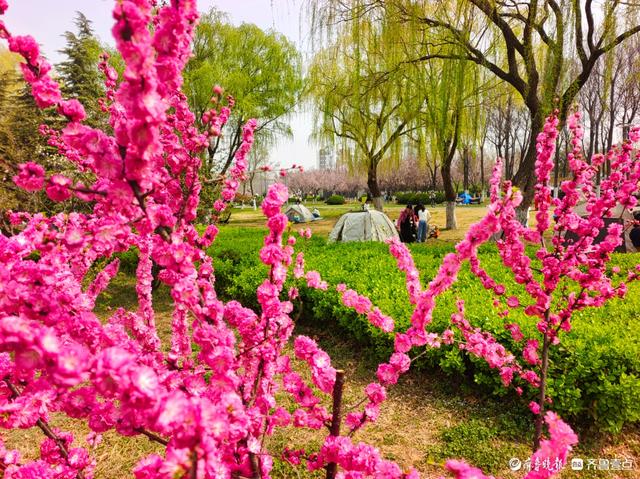 滨河踏春，景致迷人