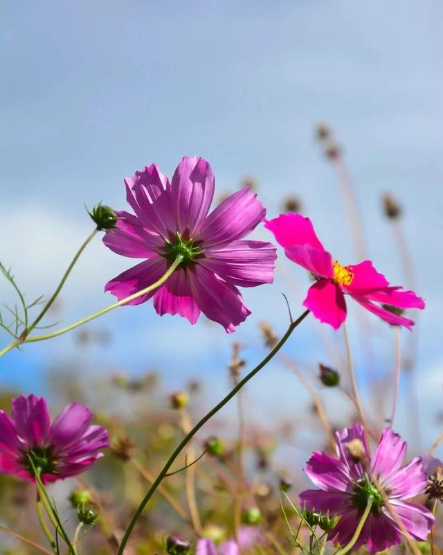 别信秋天萧瑟！凉山的花：我们才是秋天的“显眼包”