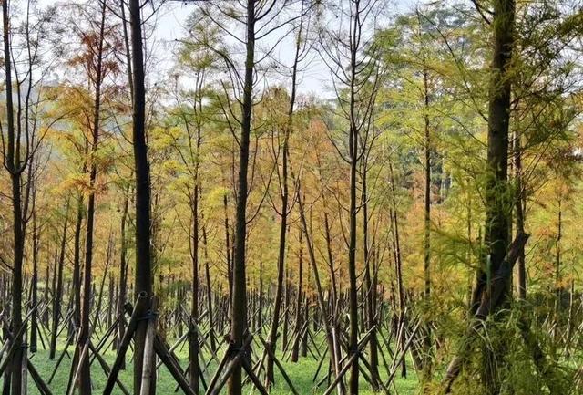 进入观赏期！广州的落羽杉，红了