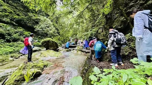 在雨中的神农架，遇见云山雾海、迷雾森林