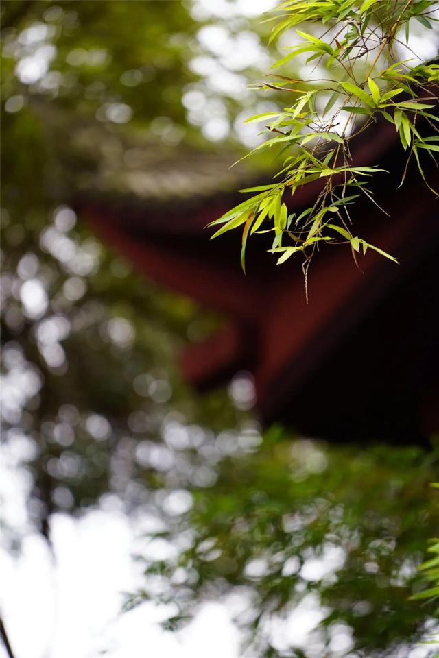 千年人文 诗画大佛 | 在山林中，与秋相逢