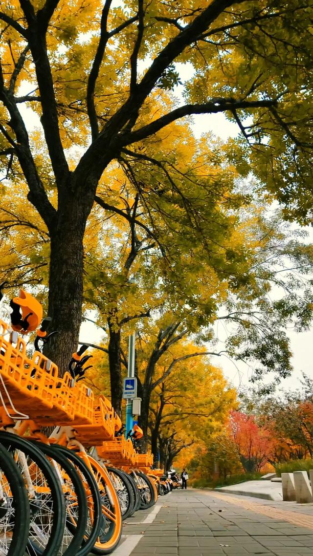 黄金大道秋意浓，石景山这条路进入最佳观赏期！