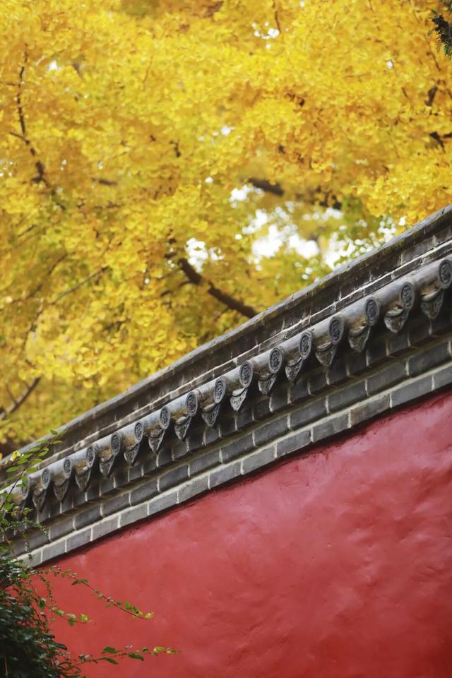 这是今天的千年银杏树，被太阳晒透！巨美！