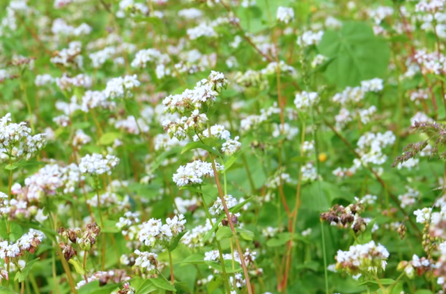 【假期趣游永宁】奔赴永宁花海，为假期尾声送一抹浪漫
