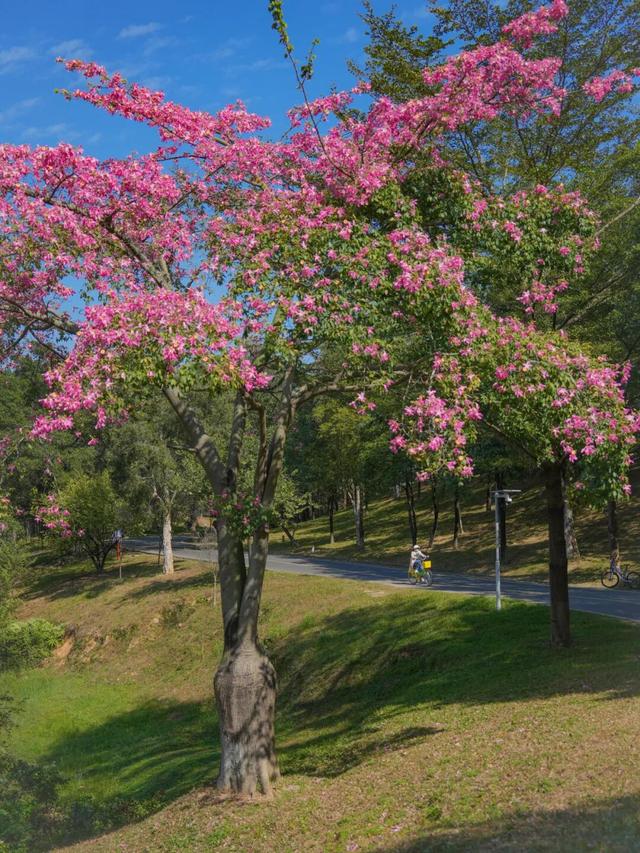 最美松湖｜秋冬花界“天花板”，快来这些地方赏异木棉