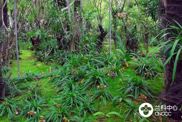 沉浸式赏兰！还有新展限时开放！