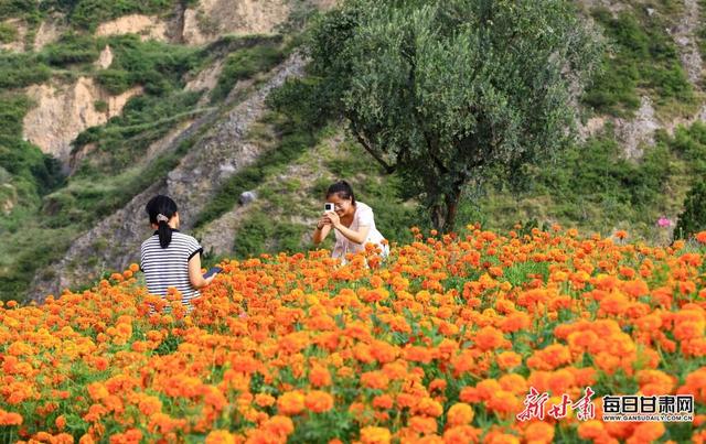 武都区南山万寿菊盛放引客来