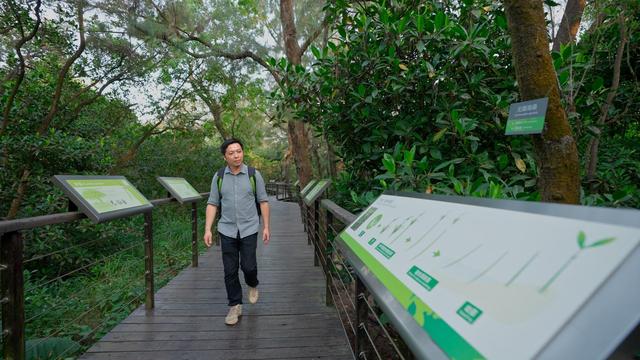 广东松变蓝，AI保护红树林，盘盘广东家底，看绿美常青之道