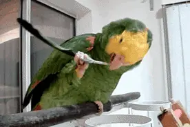 医生都叫别掏耳朵，真的不怕耳屎堵住吗？我看过视频……图片