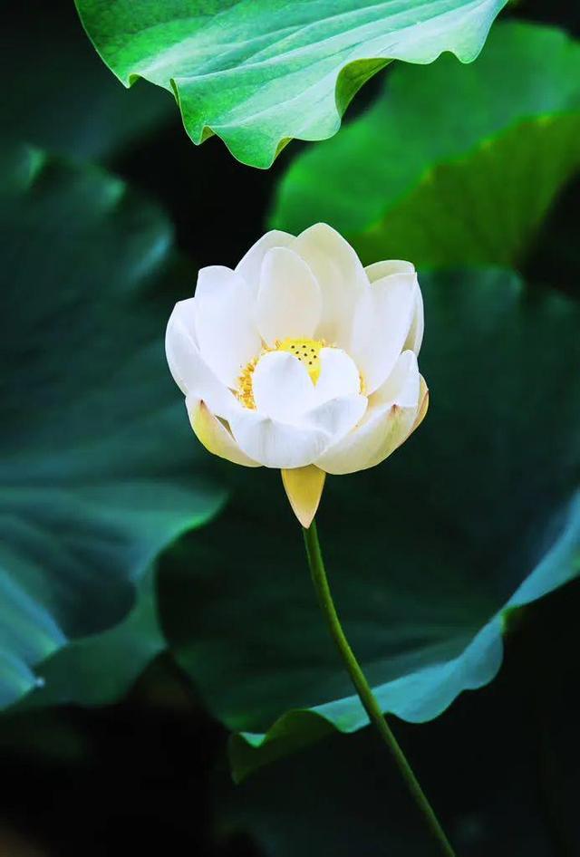夏天，还得是苏东坡笔下眉山的夏天