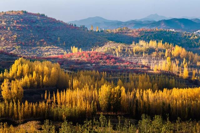 邂逅沂水金秋，一日看尽银杏黄！