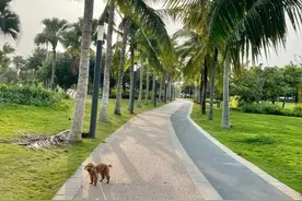 坐飞机与主人同舱有专门的“酒店”，带着宠物去旅行成新风潮图片