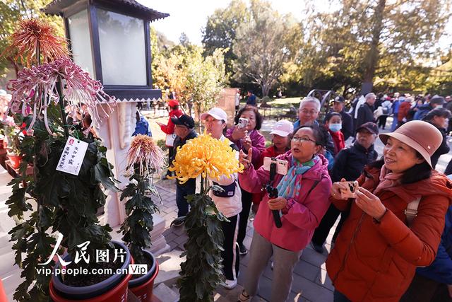 北京：北海公园菊花盛开
