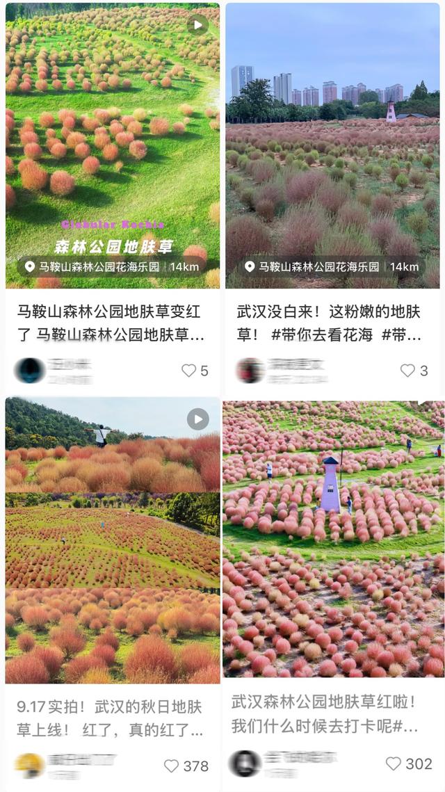 武汉10000㎡粉色地肤草回归即刷屏，园方：已达最佳观赏期，“花期”预计到10月底