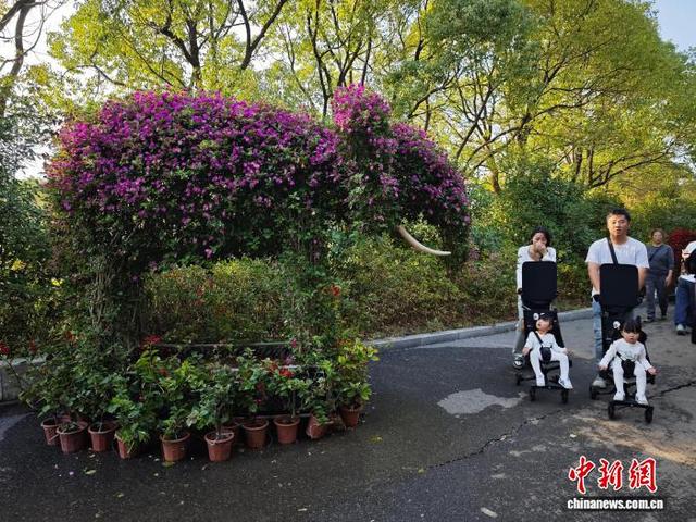 江西南昌天香园万菊绽放 民众醉游菊香花海