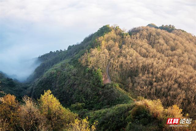 【每日一图@湖南】周末去哪儿？漫步靖州飞山云雾仙境，收藏苗侗冬日浪漫