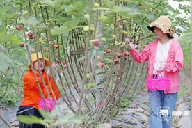 发展农业特色产业 金华永康无花果“甜蜜”上市图片