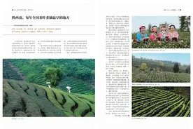 黔西南，每年全国茶叶采摘最早的地方图片