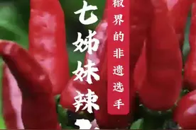 家湘丨洞溪七姊妹辣椒：湖南辣椒届的非遗选手图片
