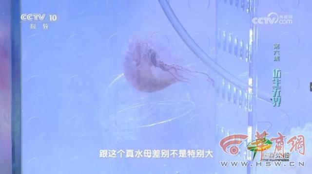 深海魅影！西工大研制出“水下幽灵”——仿生水母机器人