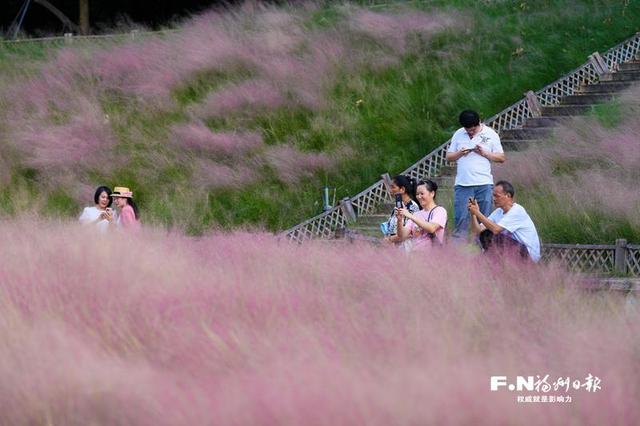 成片粉黛乱子草花海梦幻上线！这些公园火了！