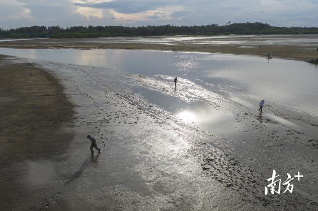 为 “活化石” 撑起保护伞，中华鲎保护方案走向世界