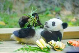 广府大熊猫“妹猪”搬入新居图片