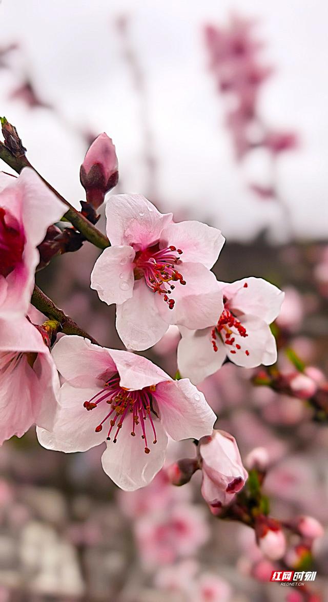 组图｜嫣红映蓝天！张家界的春天如约而至