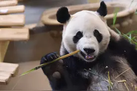 特稿丨保护生物多样性　守住地球多样美图片