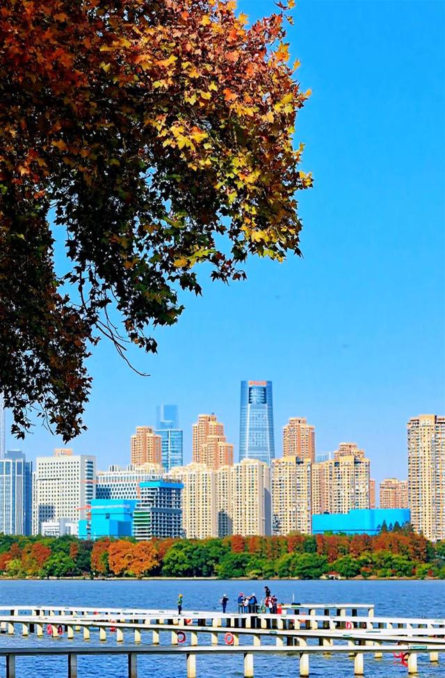 东湖南路上演初冬的浪漫：满径梧桐黄，一路保洁忙