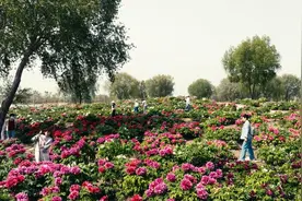 延长赏花产业链，太白湖新区让“花经济”常开常艳图片