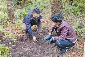 西藏林芝市：用实干描绘乡村振兴幸福景图片