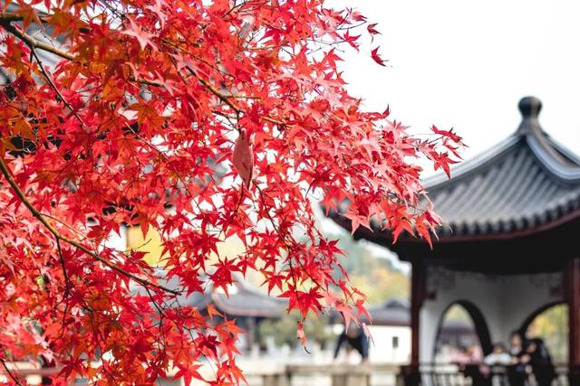 小众免费！上海这个百年古典园林藏着绝美秋色→