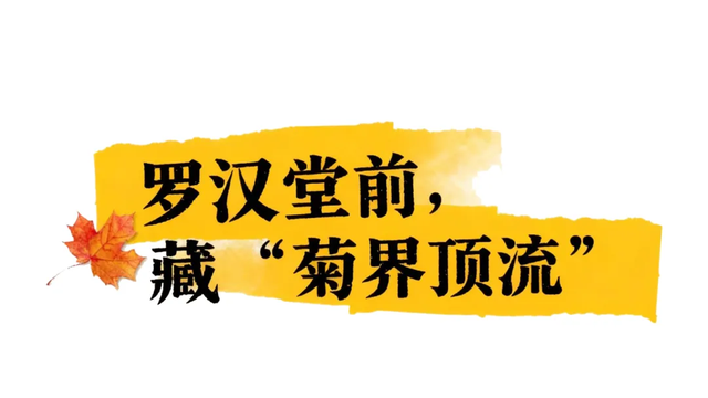 “含秋量”爆棚！快来昙华寺赏菊