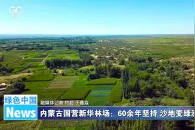 内蒙古国营新华林场：60余年坚持 沙地变绿洲图片