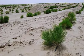“光伏+发电取水治沙”新模式 让沙漠穿上“绿衣”图片