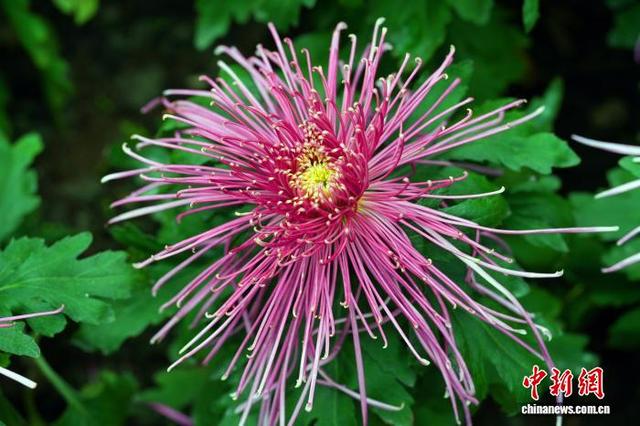 四川成都：700余种菊花亮相引游人