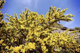 在那高高的山脊上，春天赶来了！图片