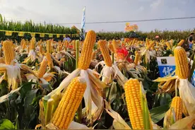 河南鹿邑：玉米迎丰收 喜悦满田间图片