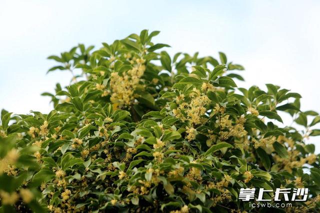 寒意尚浅秋桂冬开，立冬时节长沙满城飘溢桂花香