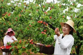 延庆香营3600余亩鲜食杏喜迎丰收图片