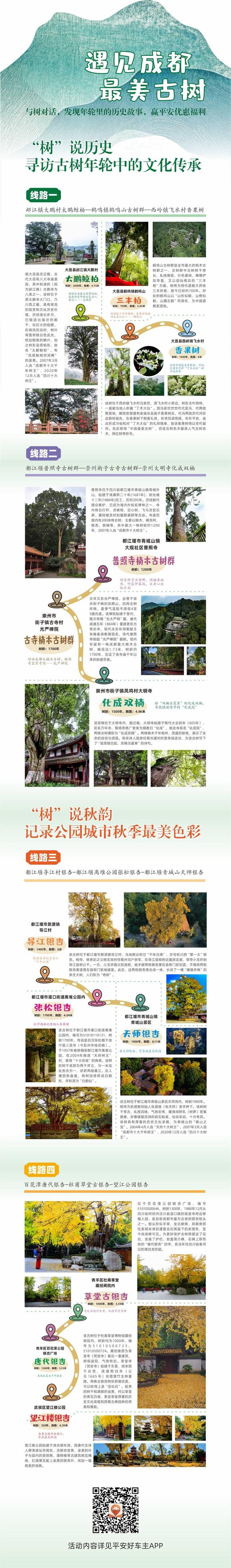 四大线路！跟着古树“解锁”成都“活历史”｜国庆中秋游成都②