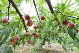 保康：生态果园采摘忙 “甜蜜经济”助增收图片