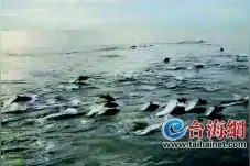 五六十只海豚 “打卡 ”东山海域图片