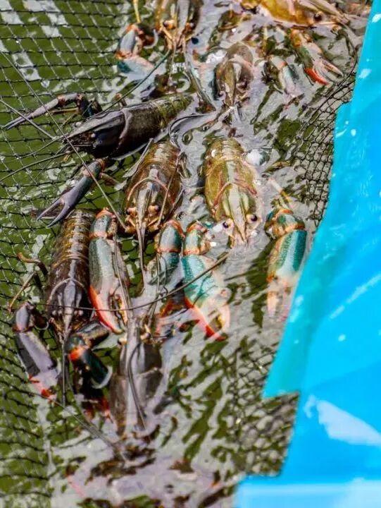 来东莞这片金色稻田，饮啡叹茶！