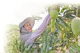 百色芒果一路飘香图片